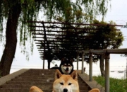 开云平台-年度焦点之战，委内瑞拉力克土耳其，逆袭背后的战术密码